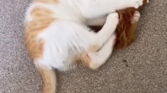 Cats,Funny Cats,Cute Cats,