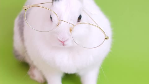 Bunny reading a book