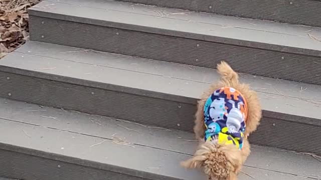 A cute poodle dog going down the stairs.