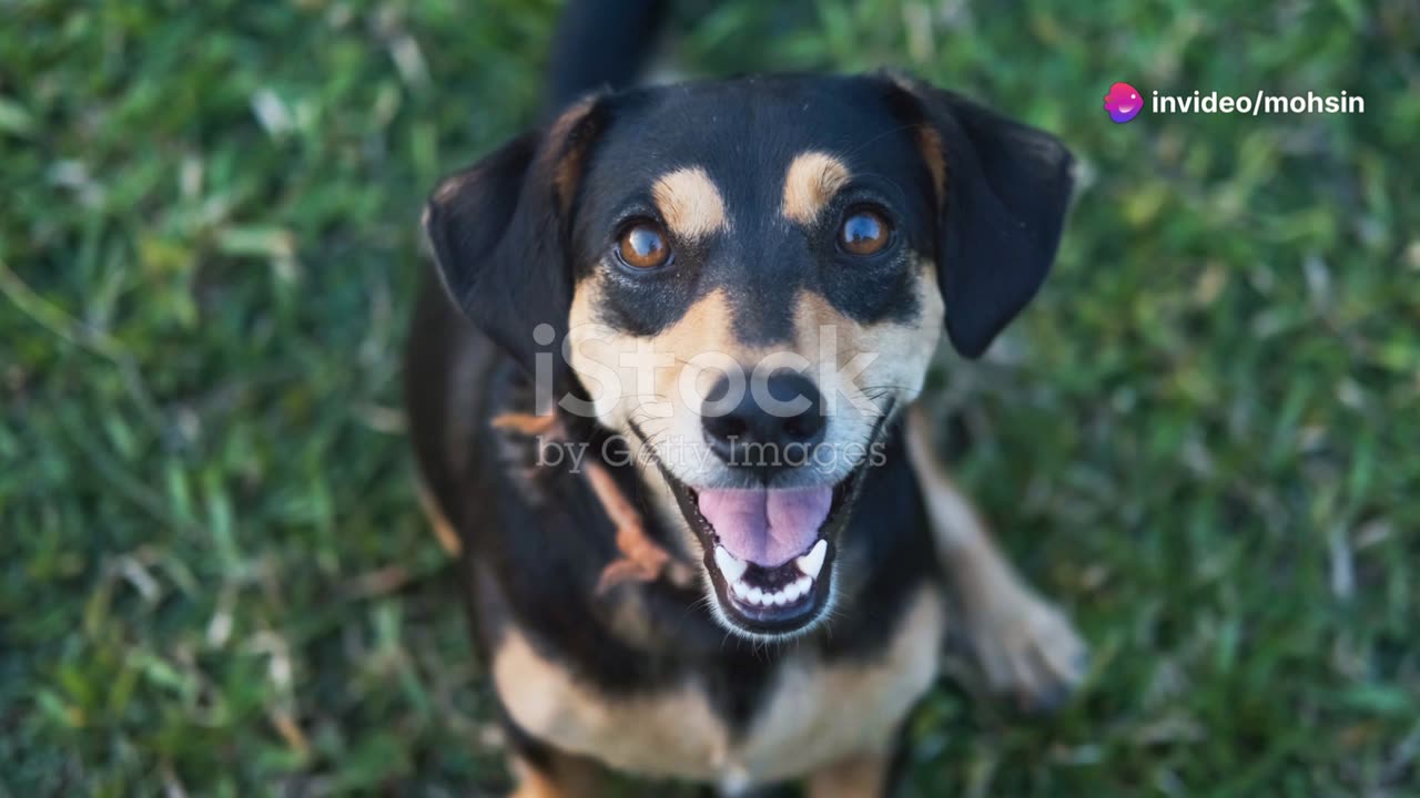 Dog with kids; story