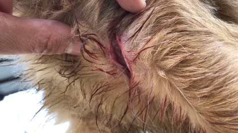 Dog Cut by Barbed Wire