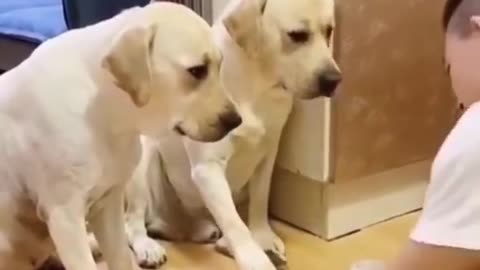 funny dogs