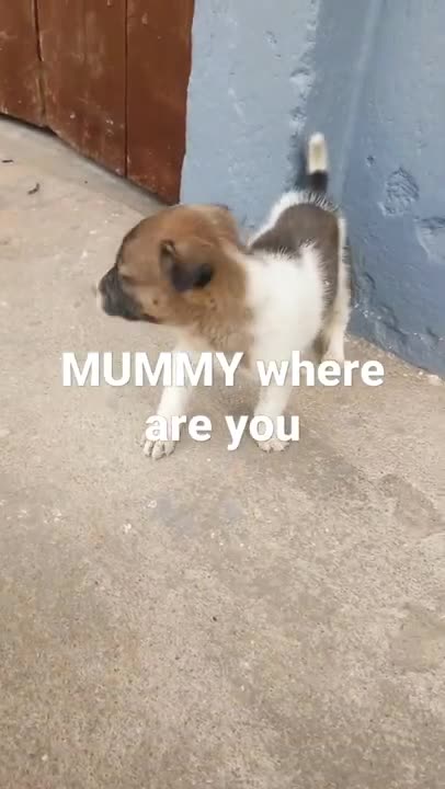 The little dog is crying for his mother. and looking for his mother