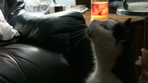 Music black and white cat stands up on hind legs to try to get food but falls backwards