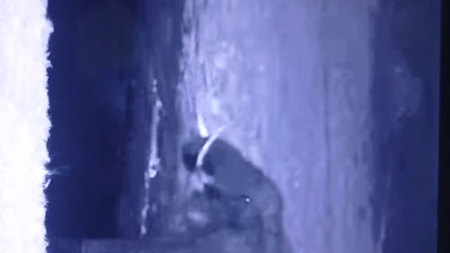 It Turns out the night Elephant doesn't sleep