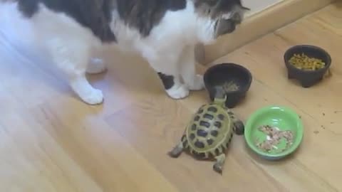 Turtle does not allow cats to eat