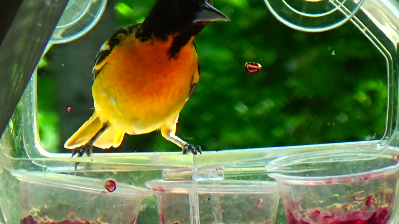 Oriole