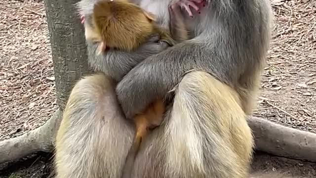 monkey sucking