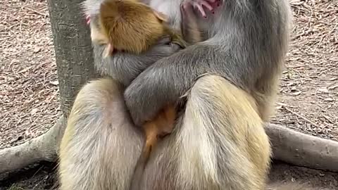 monkey sucking