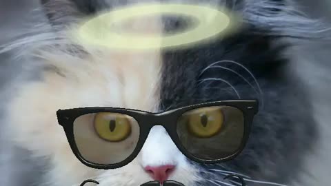 Angel kitty