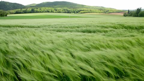 Beautiful waves of wheat in the wind