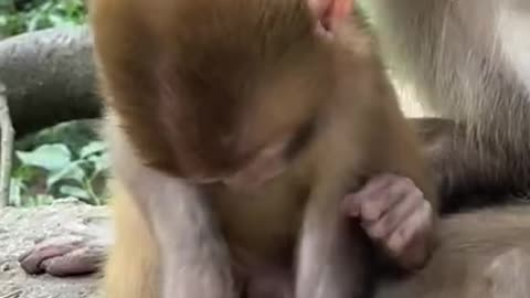 Cute Monkey China & Funny Love monkey| Animals Love