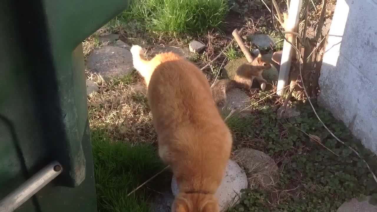 Two Family Cats Preciously Playing With A Baby Squirrel Will Melt Your Heart