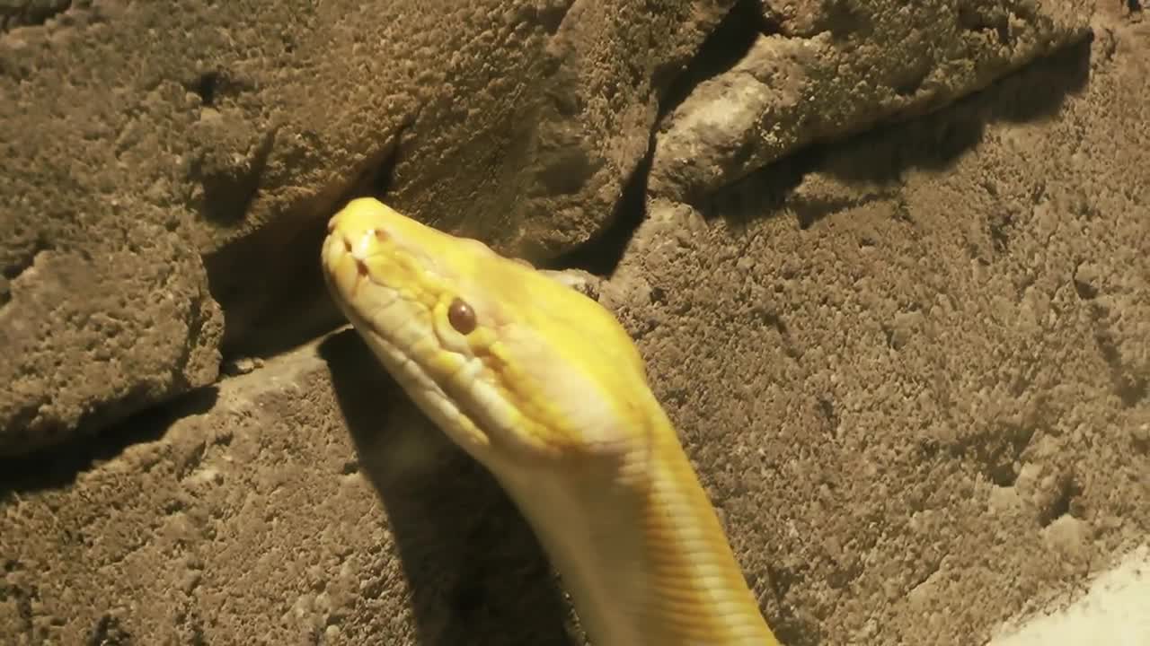 Yellow python snake in the zoo