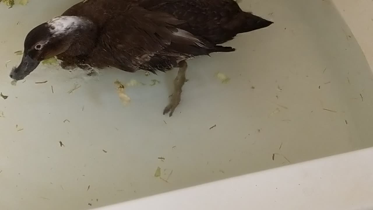 Dora the Duck swimming rehab