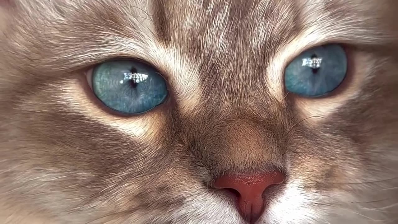 Cute Cats & Funny Cats 😍😍😅😅 #cats #reels #shorts #viral #pets #mmvcats