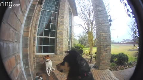 family dogs learn to use ring video droobell to get owner's attention