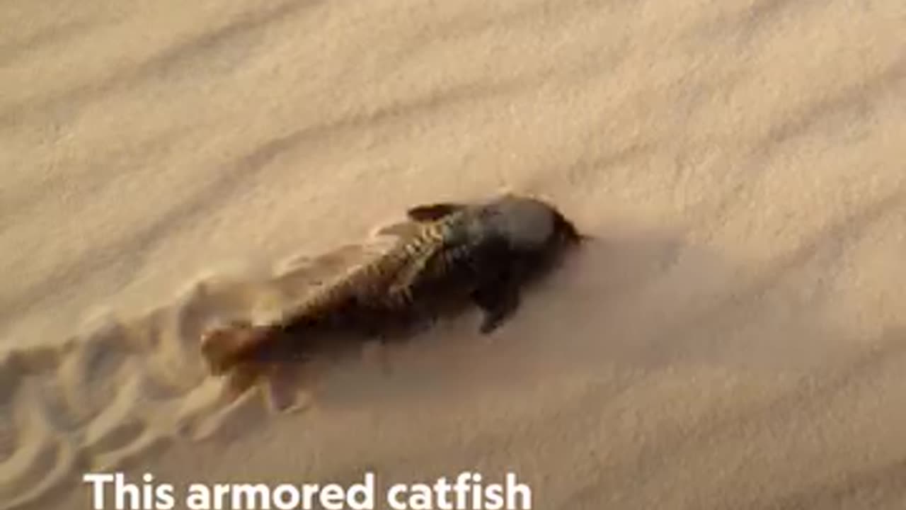 Fish searching for water in desert