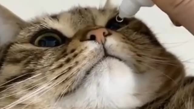 Dropping eye drop in my cat eye - Funny and interesting cat - Must Watch