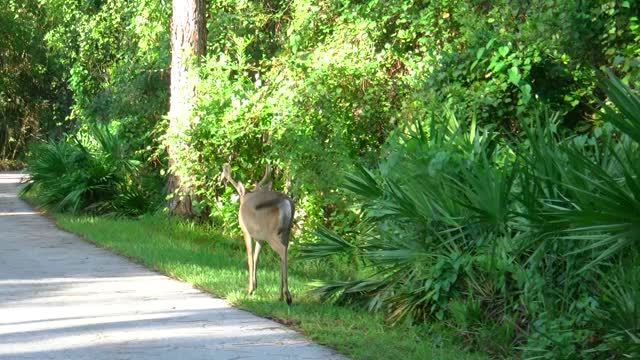 Deer Spotting on the Old Disney Fort Wilderness Exercise Trail