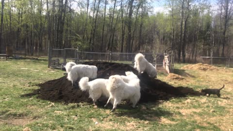 Great Pyrenees Playing