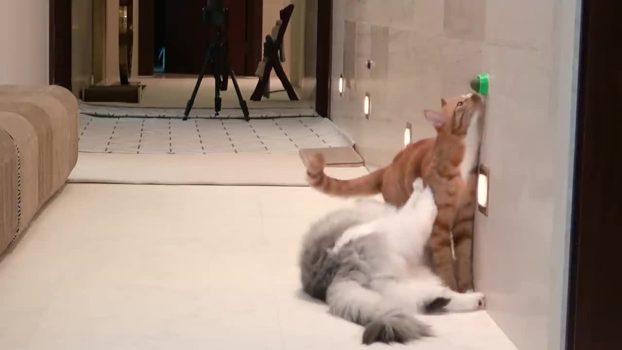 trained kittens have a lot of fun recommend to see.