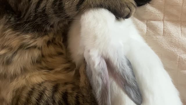 Pets Sleeping Underneath The Bed Sh