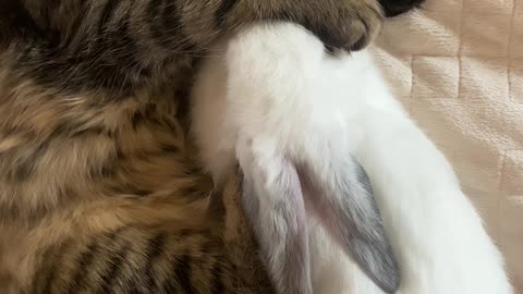 Pets Sleeping Underneath The Bed Sh