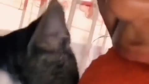 Funy cats