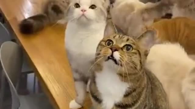 Kitty heaven