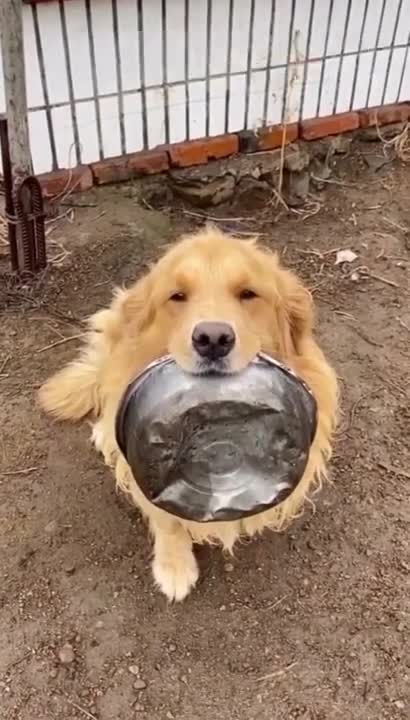 The cute dog. Hi is so cute.🐱🐶