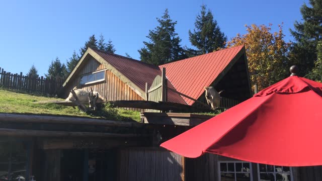 Goats on the roof restaurant - Vancouver Island