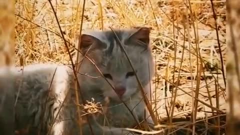 Cute kitten gets dirty after a day of playing