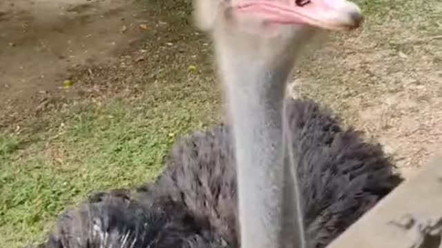 Ostrich in the zoo.