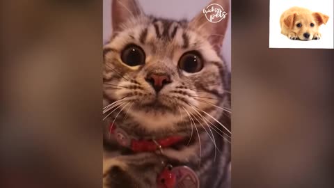 OMG! These Dogs 🐶 And Cats 😻 Can Speak English! - Pets Language