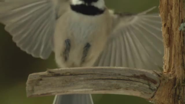 How to make a tiny black-capped chickadee seem more epic?