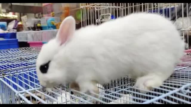 beautiful white rabbit