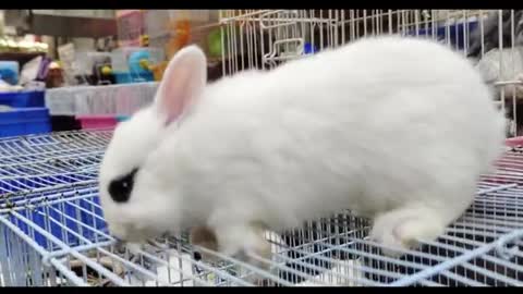 beautiful white rabbit