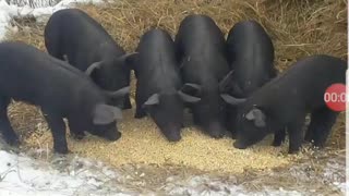 Snout to tail cooking, pork egg roll