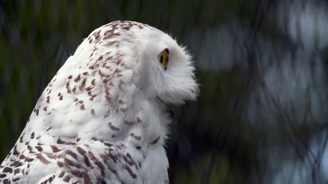 Watch a white owl up close with great music