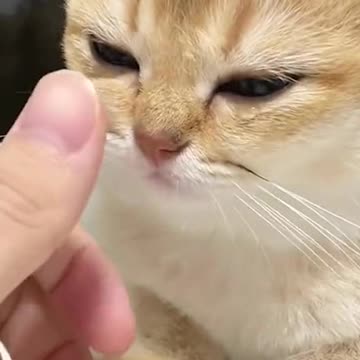 I cut vegetables it insisted on curious over to see