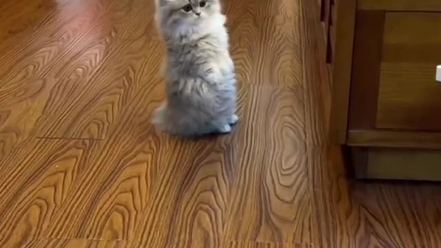 Cute kitten standing straight