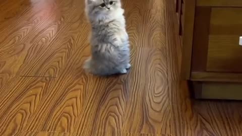 Cute kitten standing straight