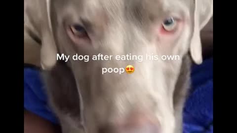 POO DOG, Did You Fart? 🤣🤣🤣I Can't Stop Laughing, Funny Video #funnydog #dogs