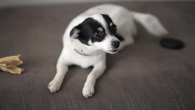 Close-Up Video of Dog Sitting on Sofa