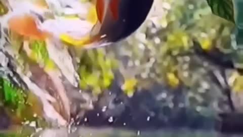 The behavior of wild animals that make you happy and excited