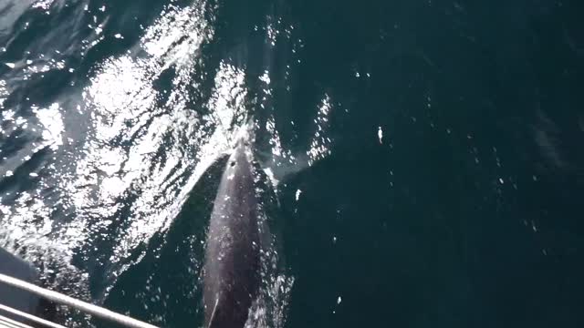 Dolphins in JEJU island