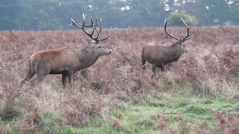 Losing Stag Gets Bloody Nose