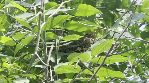 Mama Cardinal being stealthy in her nest