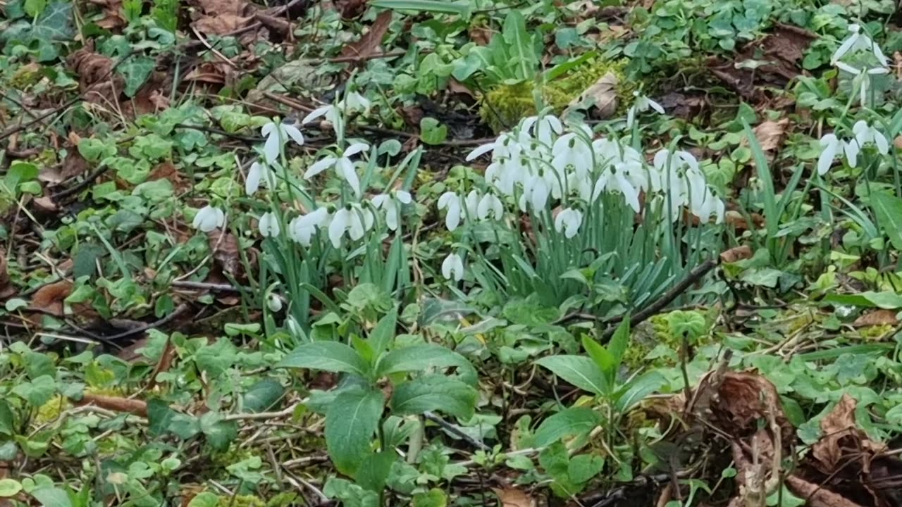 Snowdrops In A Field In Wales.